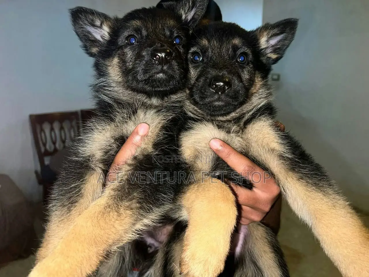 1-3 months Male Purebred German Shepherd