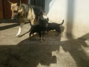 Photo - 1-3 months Male Purebred German Shepherd