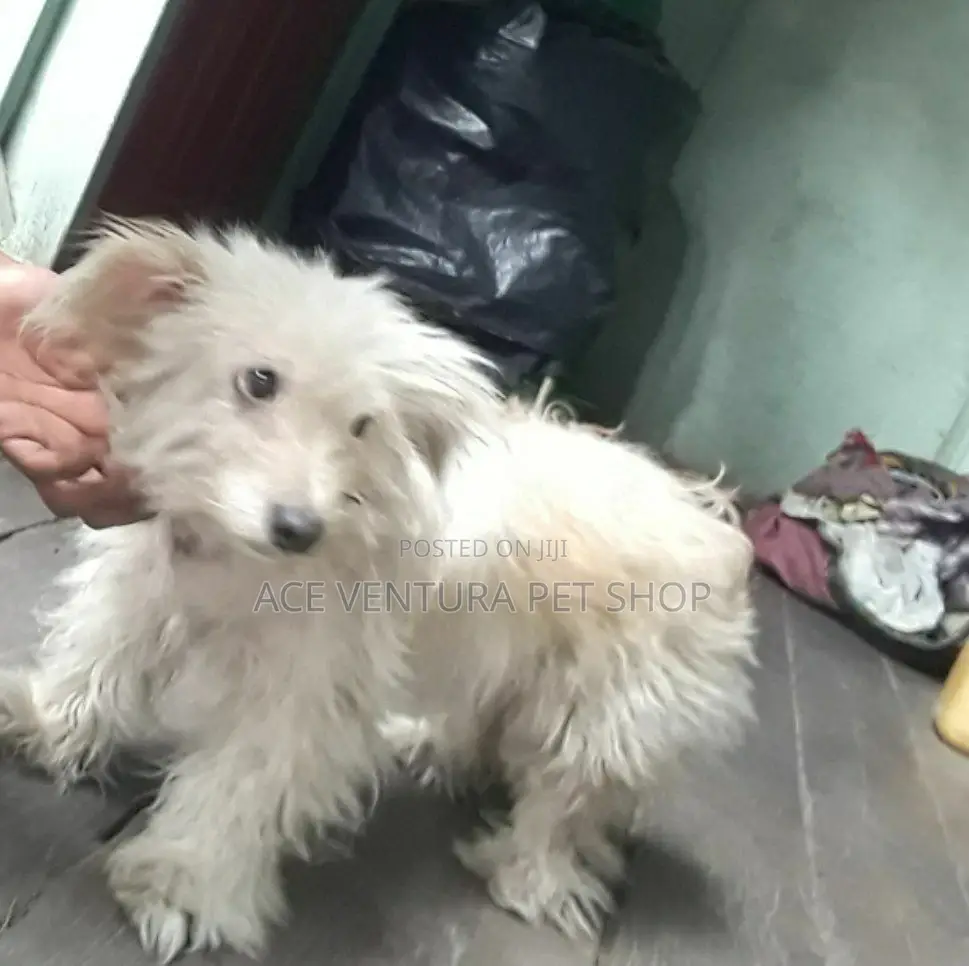 1-3 months Male Purebred Maltese