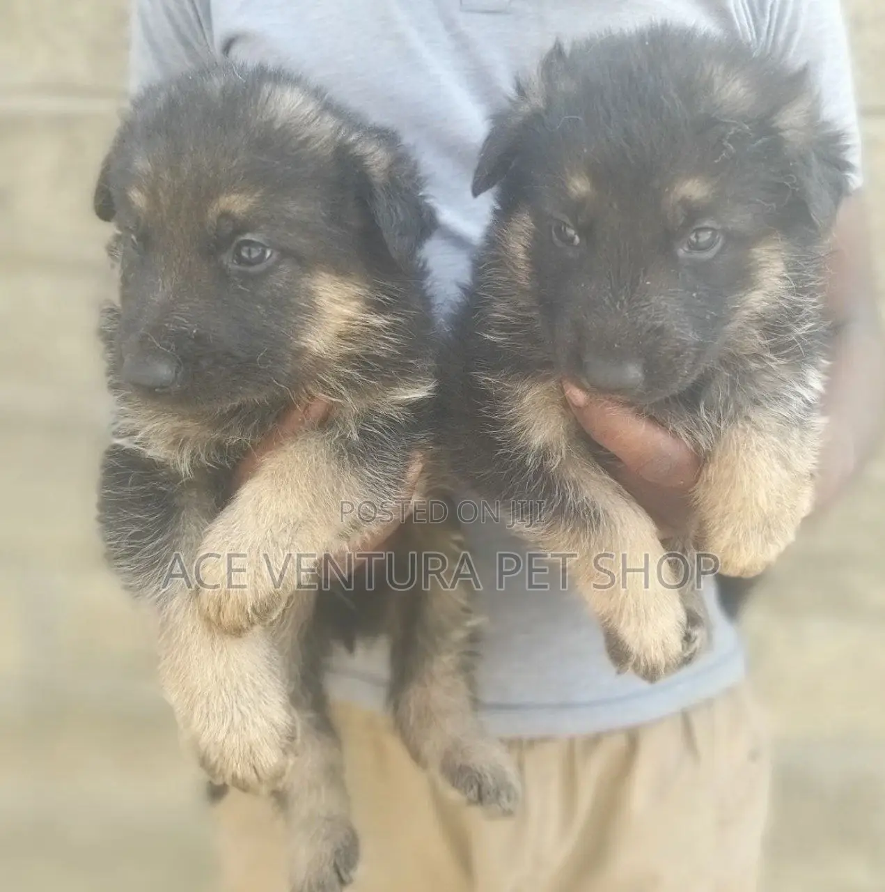 1-3 months Male Purebred German Shepherd