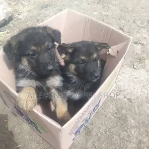 1-3 months Male Purebred German Shepherd