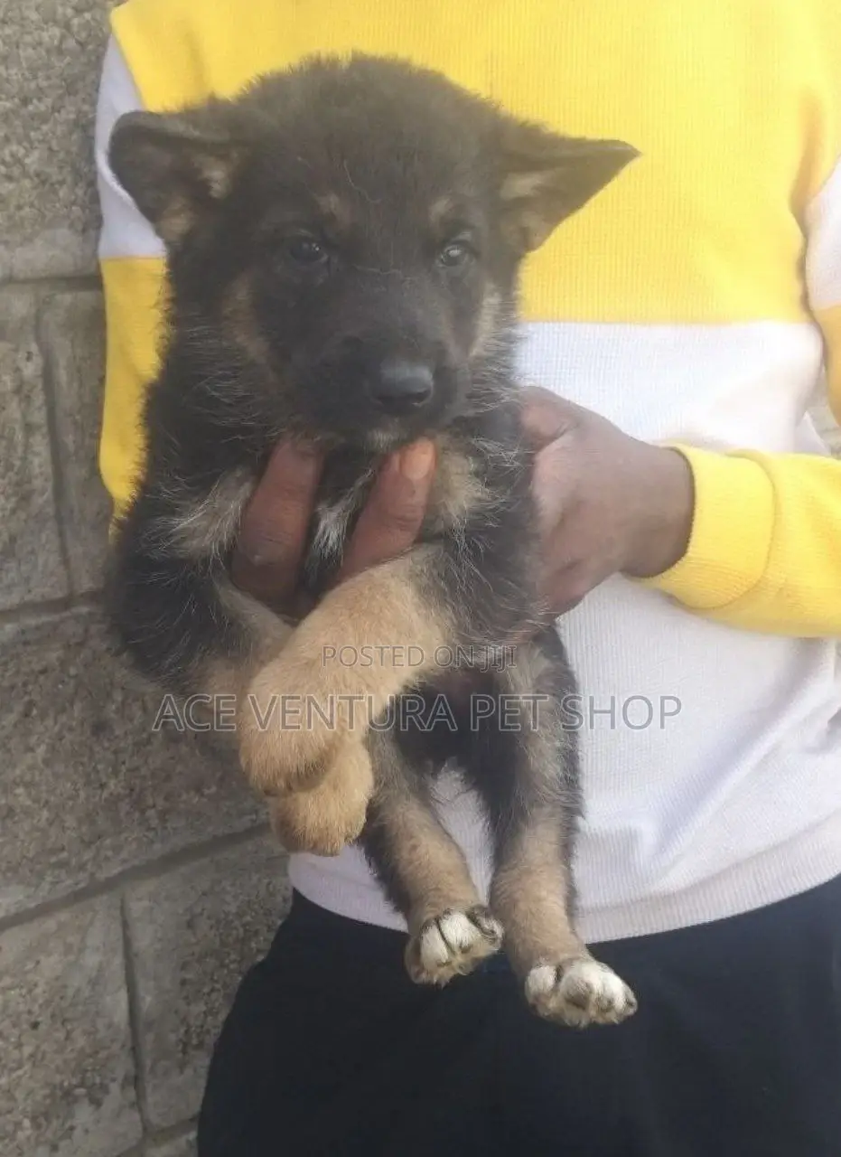 1-3 months Male Purebred German Shepherd