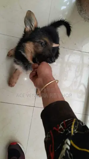 Photo - 1-3 months Male Purebred German Shepherd