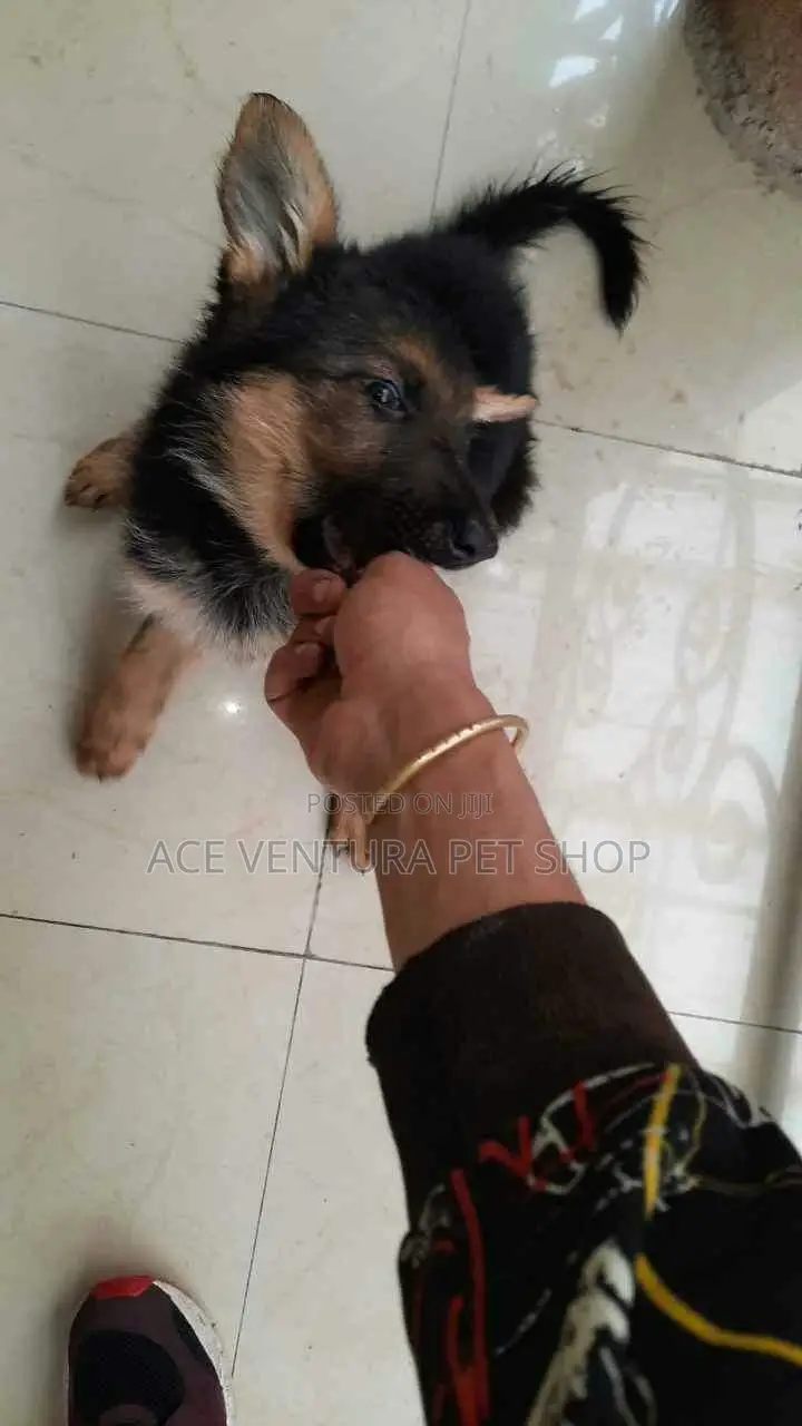 1-3 months Male Purebred German Shepherd