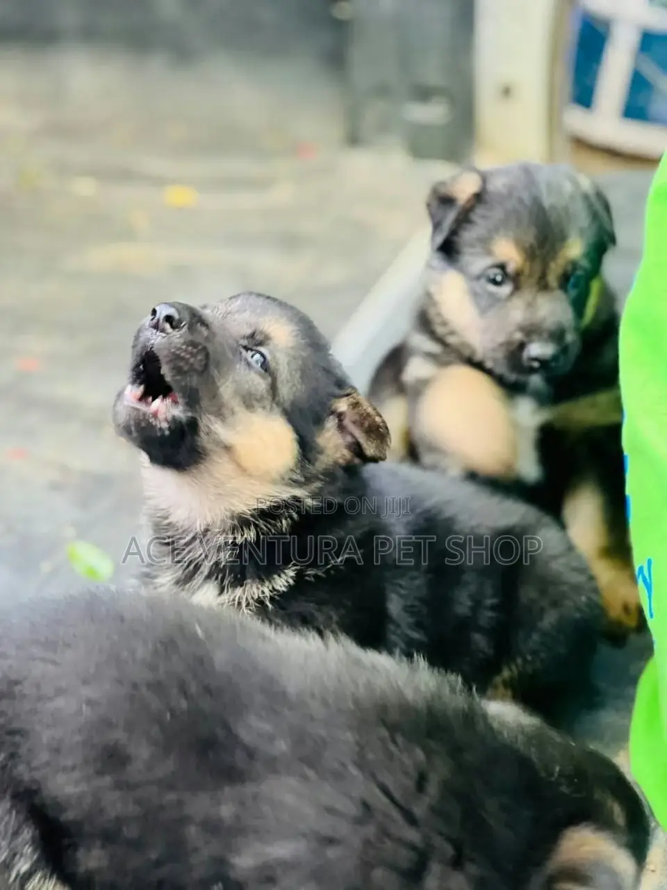 1-3 months Male Purebred German Shepherd