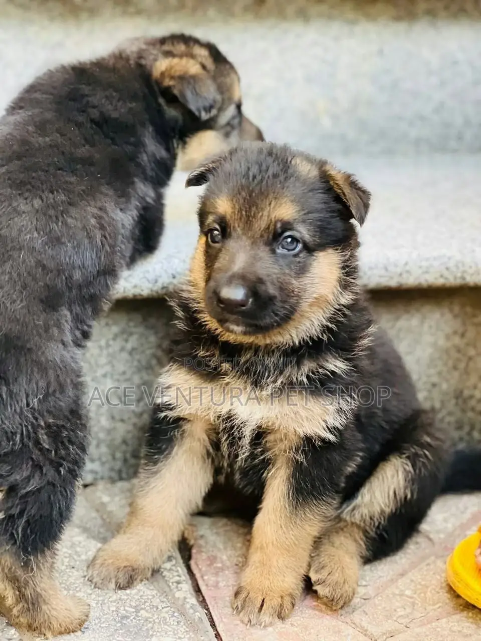 1-3 months Male Purebred German Shepherd