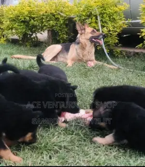 Photo - 1-3 months Male Purebred German Shepherd
