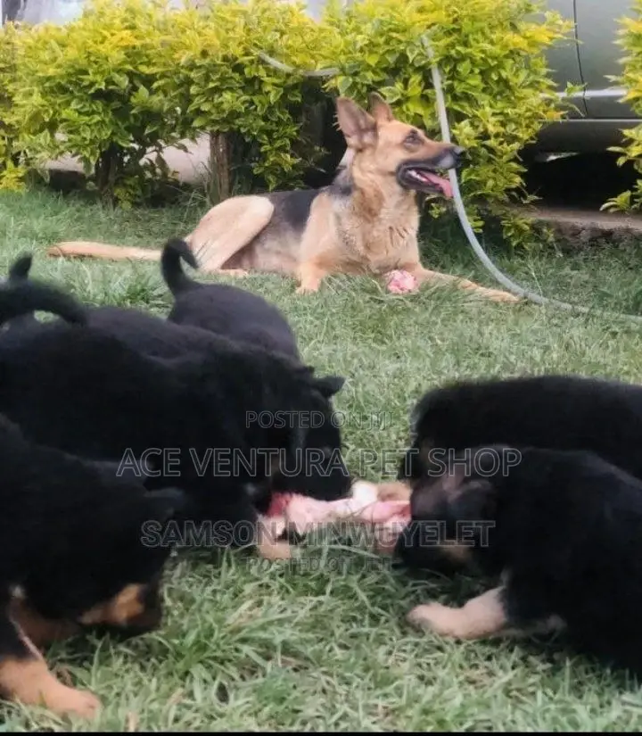 1-3 months Male Purebred German Shepherd