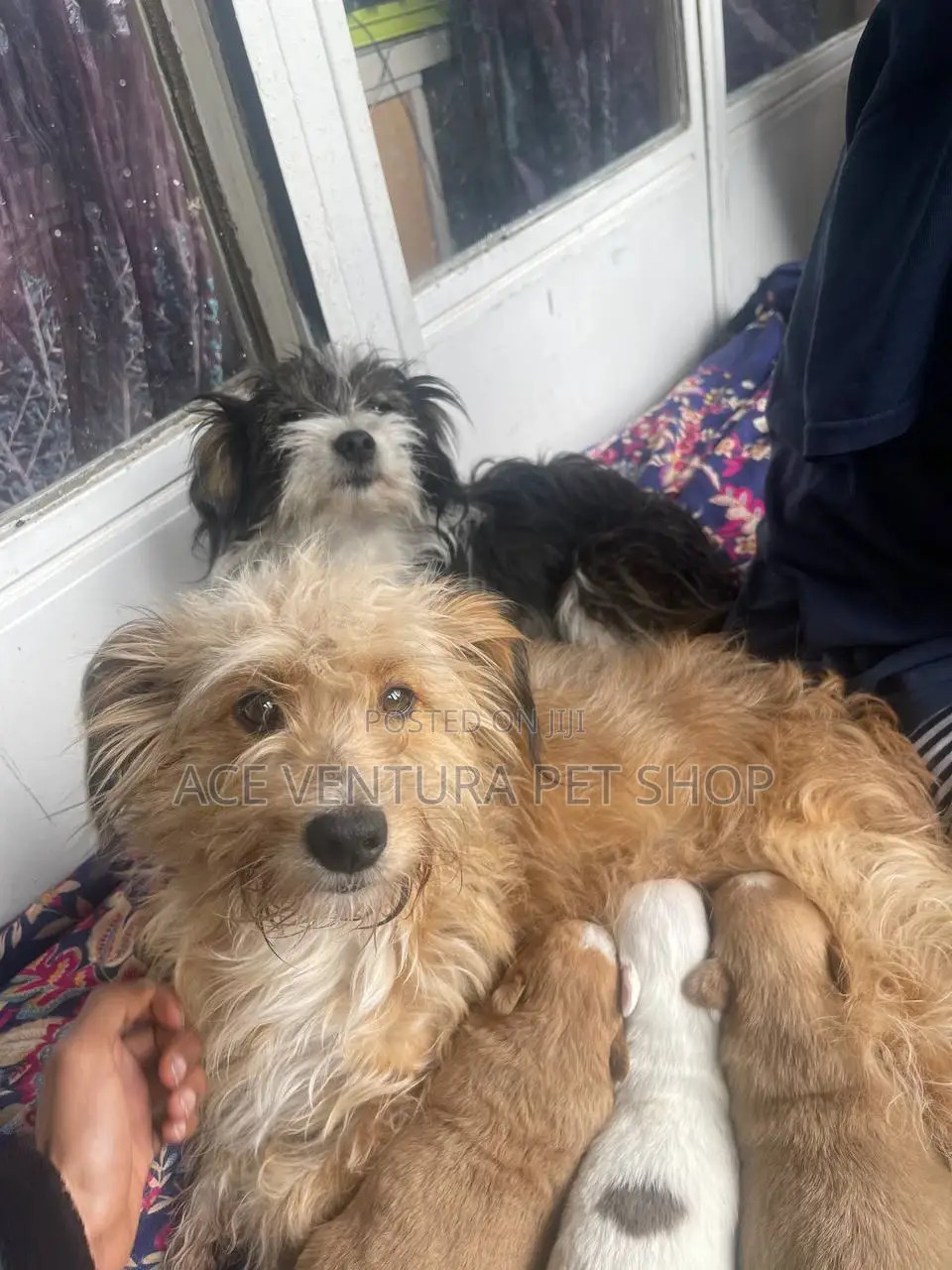 1-3 months Male Purebred Maltese