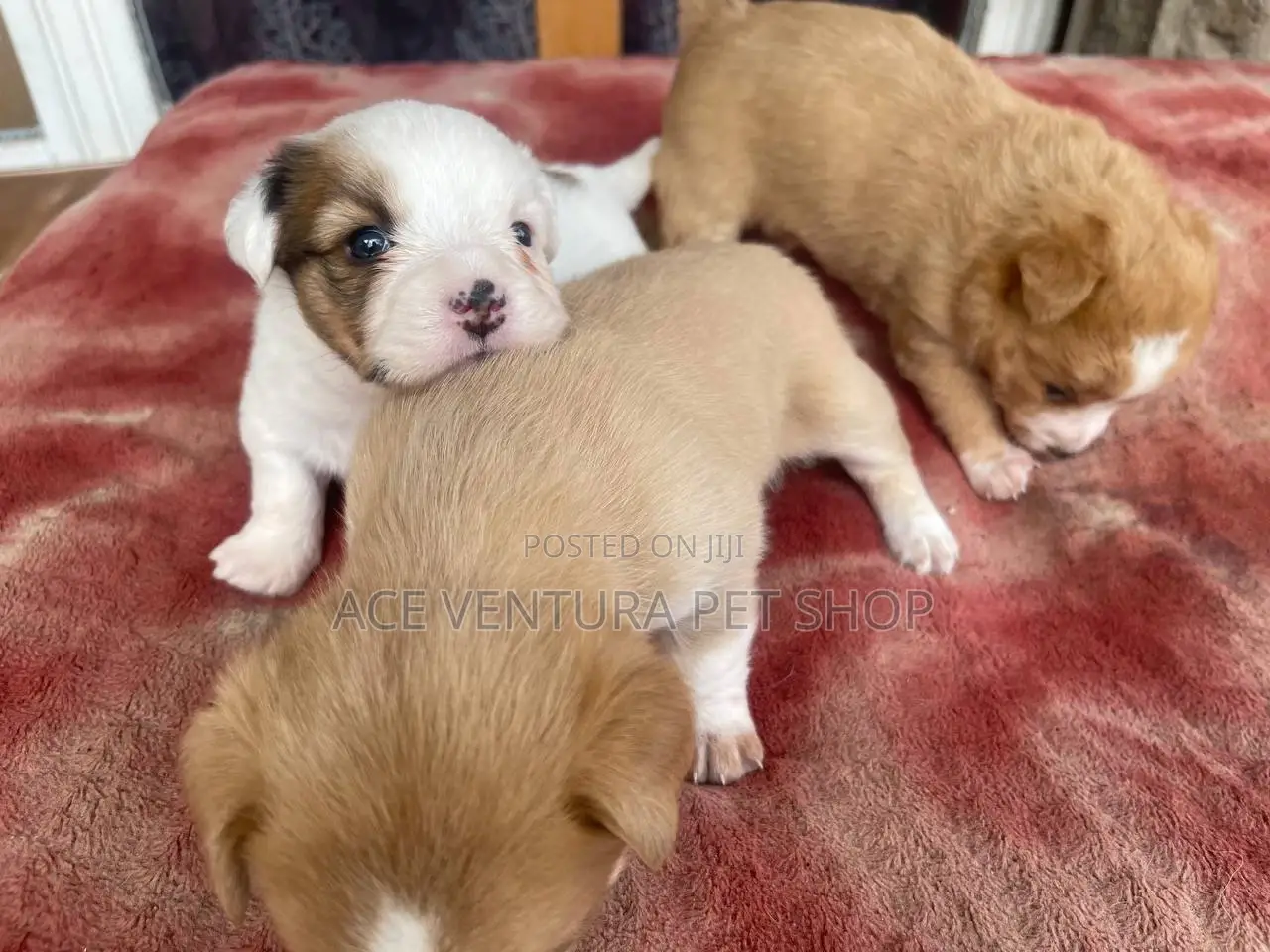 1-3 months Male Purebred Maltese