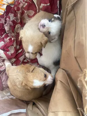 1-3 months Male Purebred Maltese