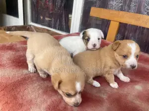 1-3 months Male Purebred Maltese