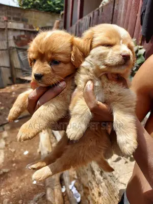 1-3 months Male Purebred Pomeranian