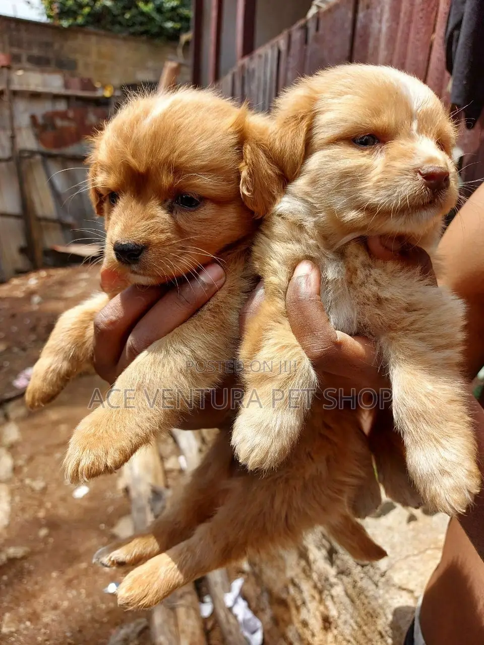 1-3 months Male Purebred Pomeranian