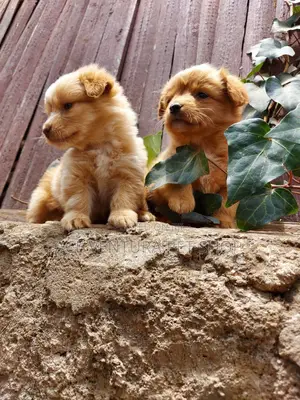 1-3 months Male Purebred Pomeranian