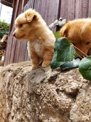 1-3 months Male Purebred Pomeranian