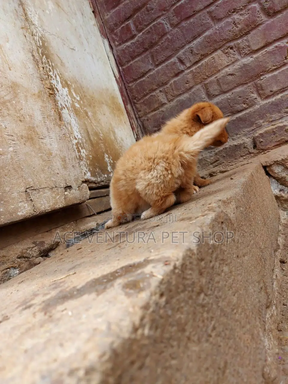 1-3 months Male Purebred Pomeranian