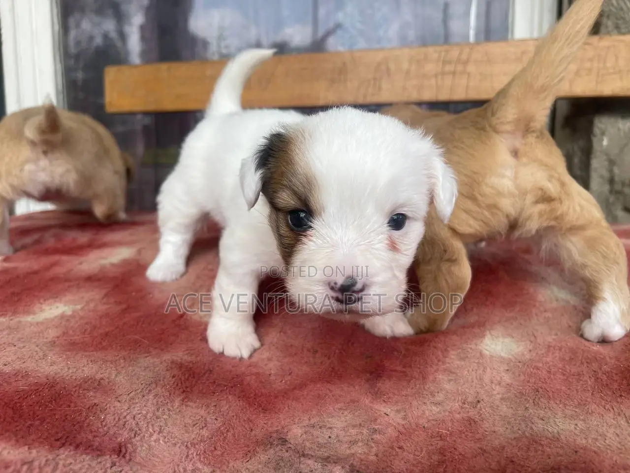 1-3 months Male Purebred Pomeranian