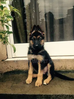 Photo - 1-3 months Male Purebred German Shepherd