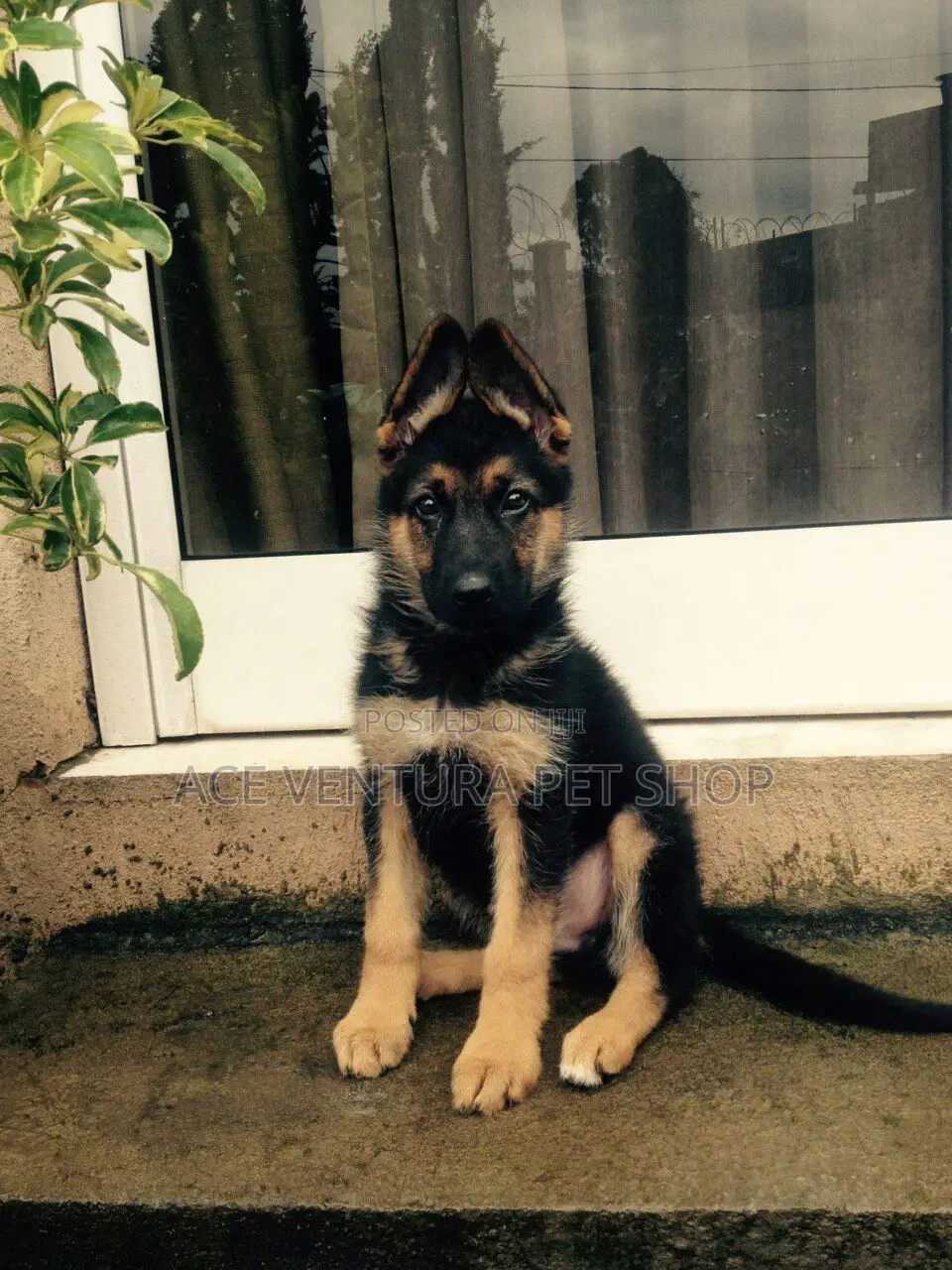1-3 months Male Purebred German Shepherd