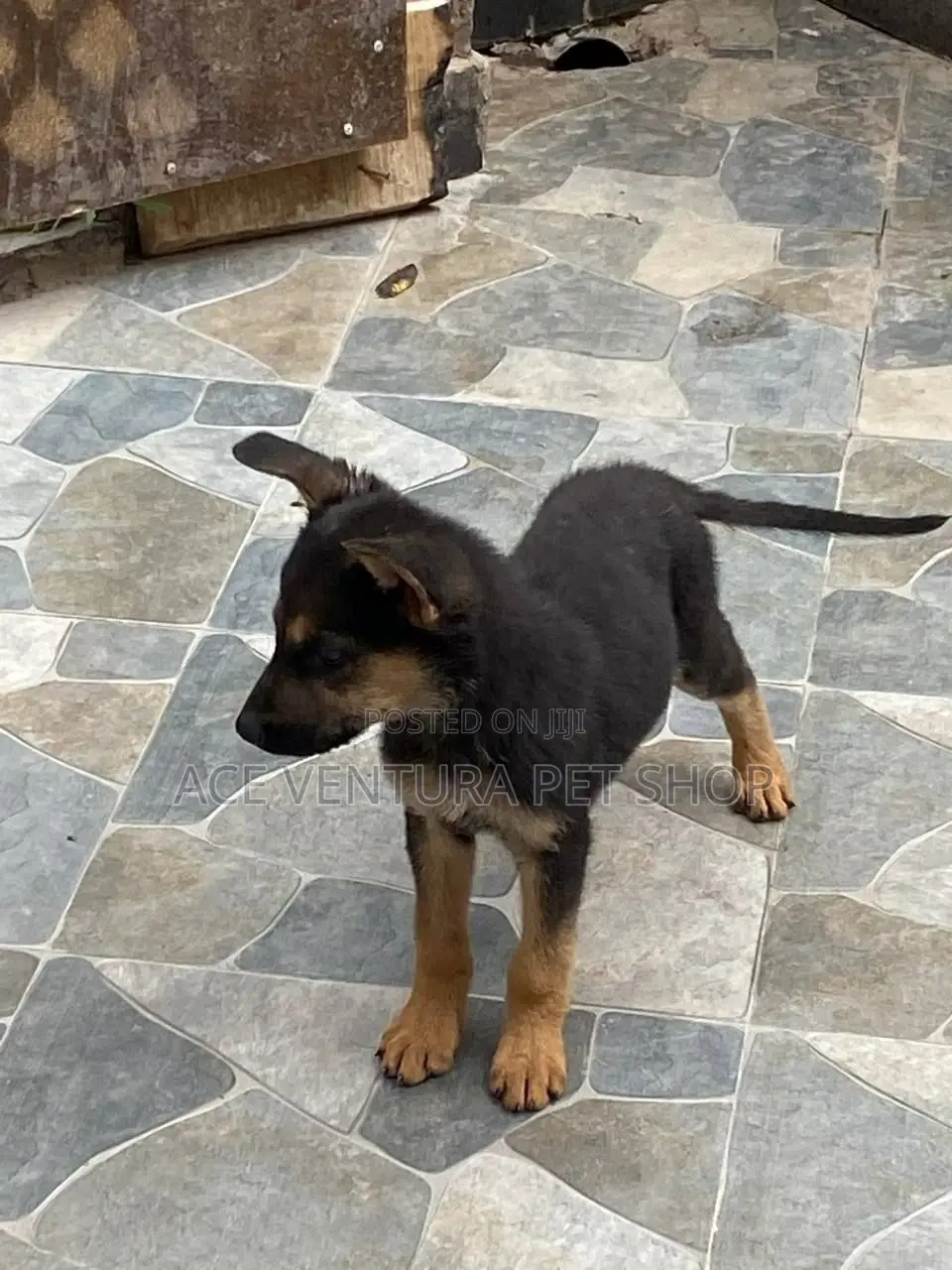 1-3 months Male Purebred German Shepherd