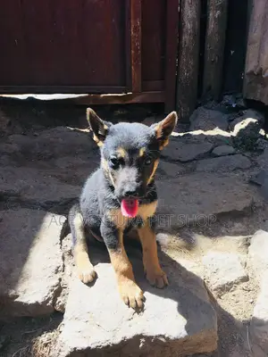 Photo - 1-3 months Male Purebred German Shepherd