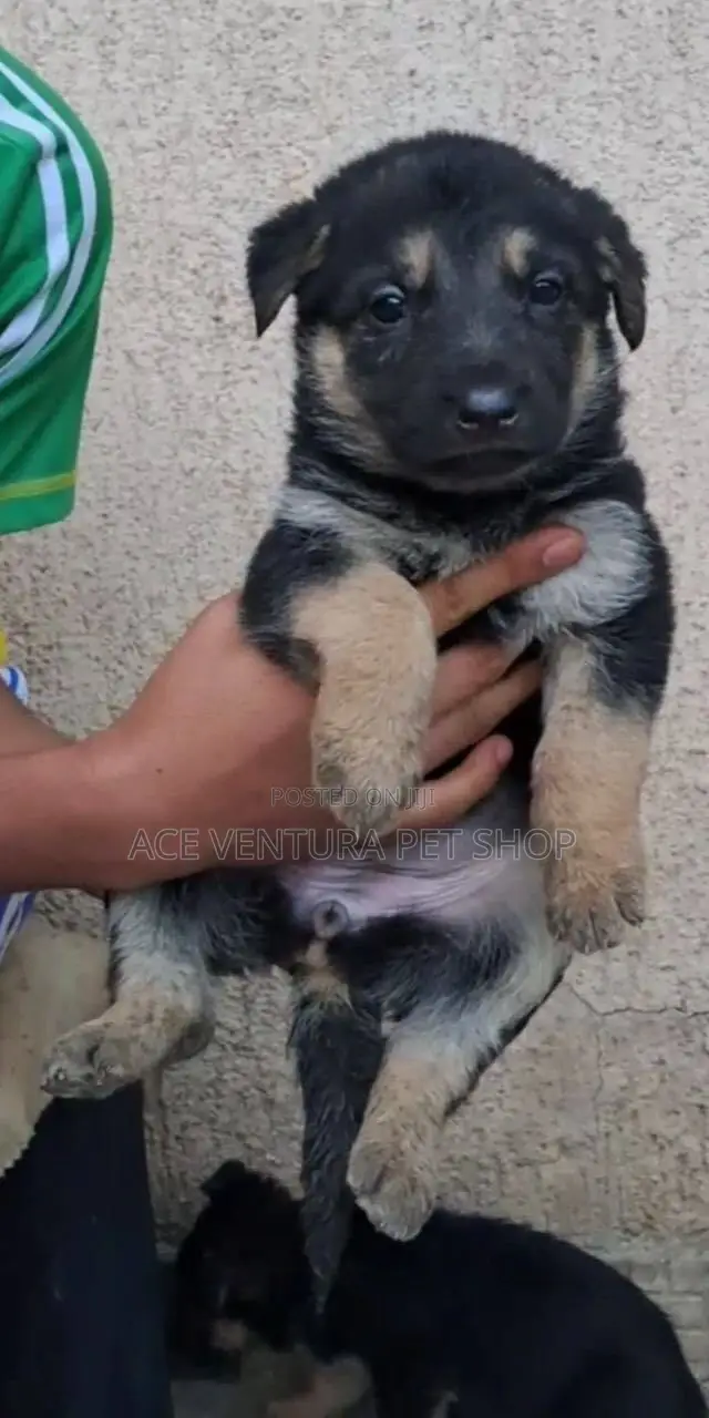 1-3 months Male Purebred German Shepherd