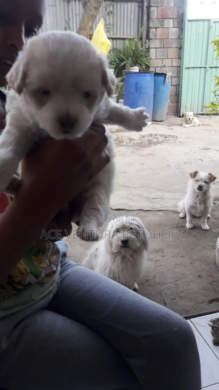 1-3 months Male Purebred Maltese