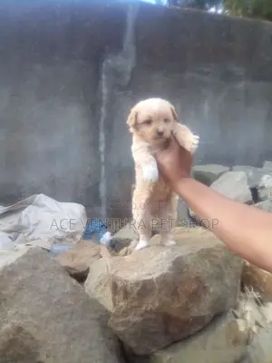 1-3 months Male Purebred Maltese