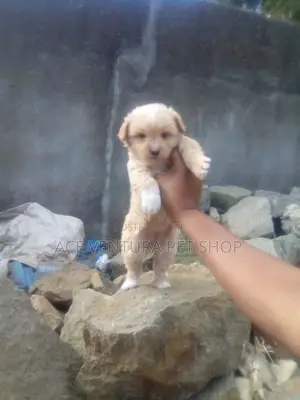 1-3 months Male Purebred Maltese