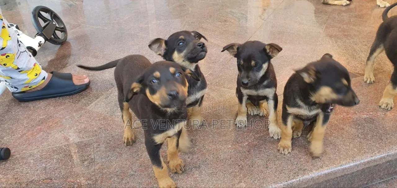 1-3 months Female Purebred German Shepherd