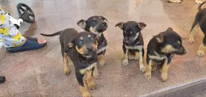 Photo - 1-3 months Female Purebred German Shepherd