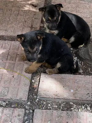 1-3 months Female Purebred German Shepherd