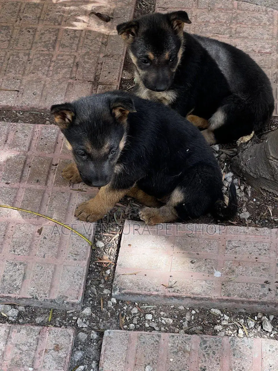 1-3 months Female Purebred German Shepherd