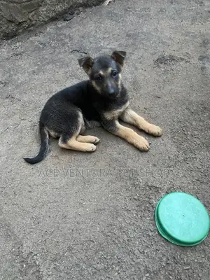 Photo - 1-3 months Male Purebred German Shepherd