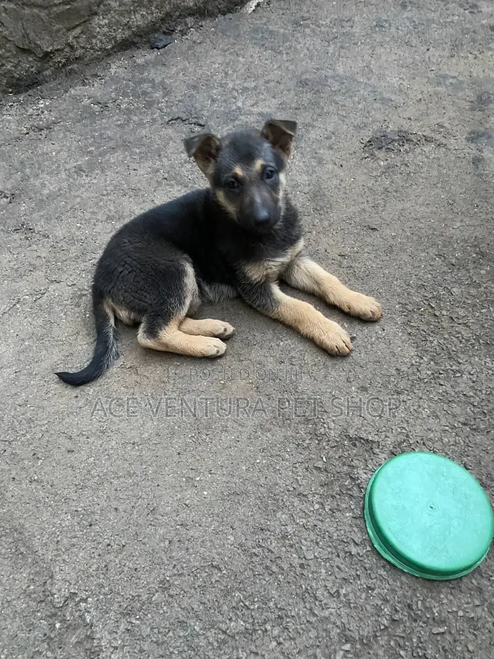 1-3 months Male Purebred German Shepherd