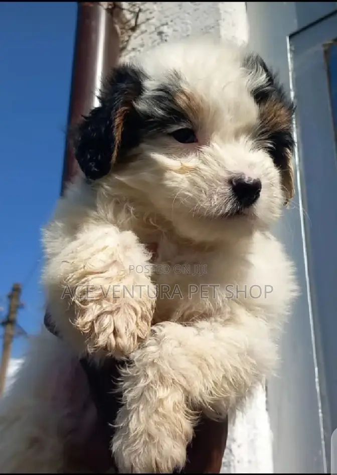 1-3 months Male Purebred Maltese