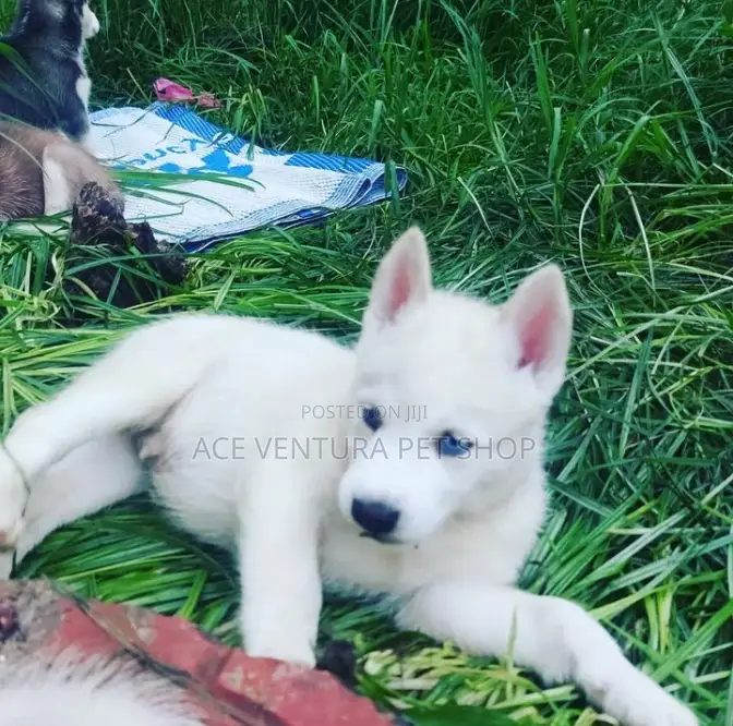 1-3 months Male Purebred Siberian Husky