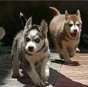 Photo - 1-3 months Male Purebred Siberian Husky