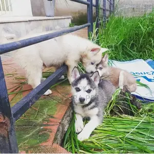 Photo - 1-3 months Male Purebred Siberian Husky