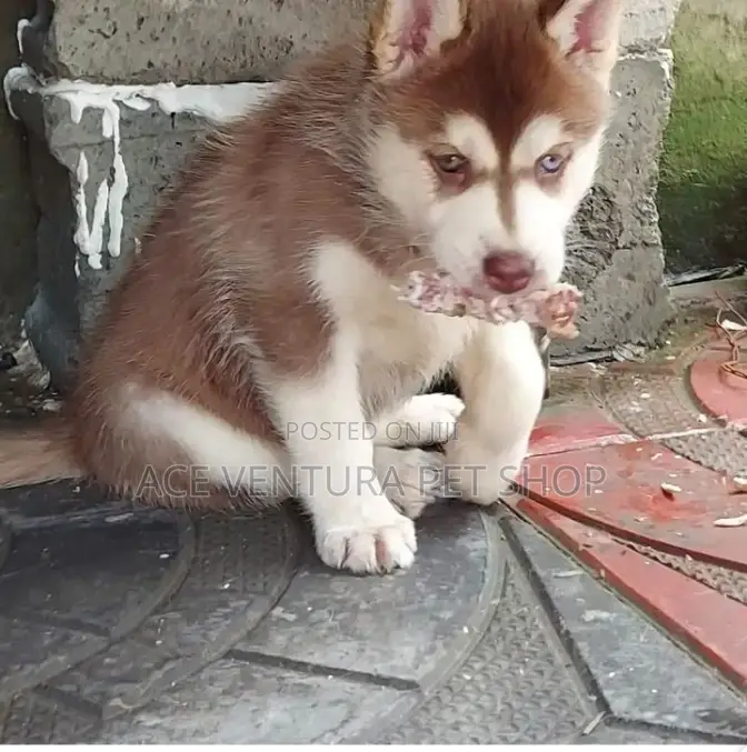 1-3 months Male Purebred Siberian Husky