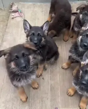 Photo - 1-3 months Male Purebred German Shepherd