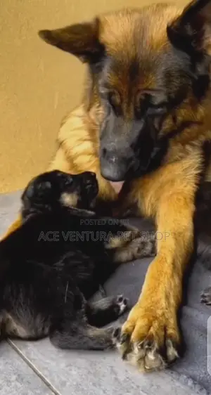 1-3 months Male Purebred German Shepherd