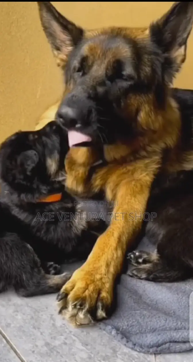 1-3 months Male Purebred German Shepherd