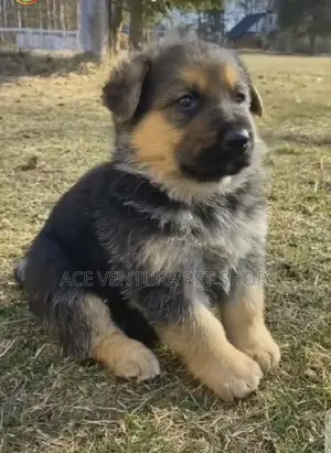 Photo - 1-3 months Male Purebred German Shepherd