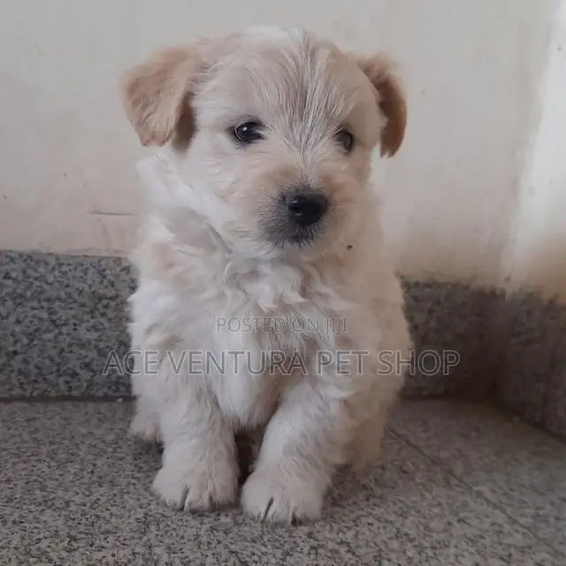 1-3 months Male Purebred Maltese