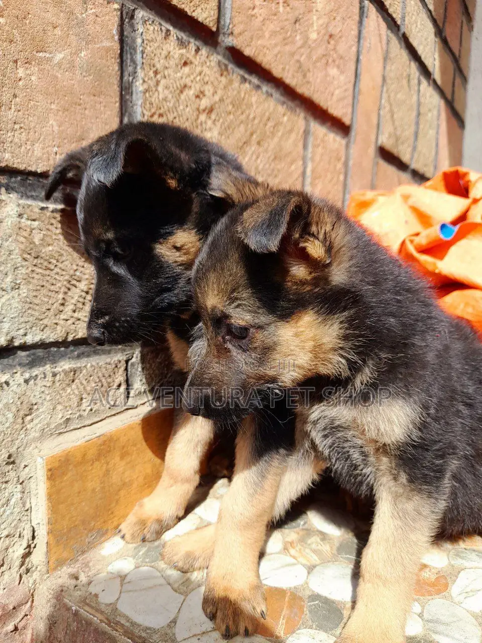 1-3 months Male Purebred German Shepherd