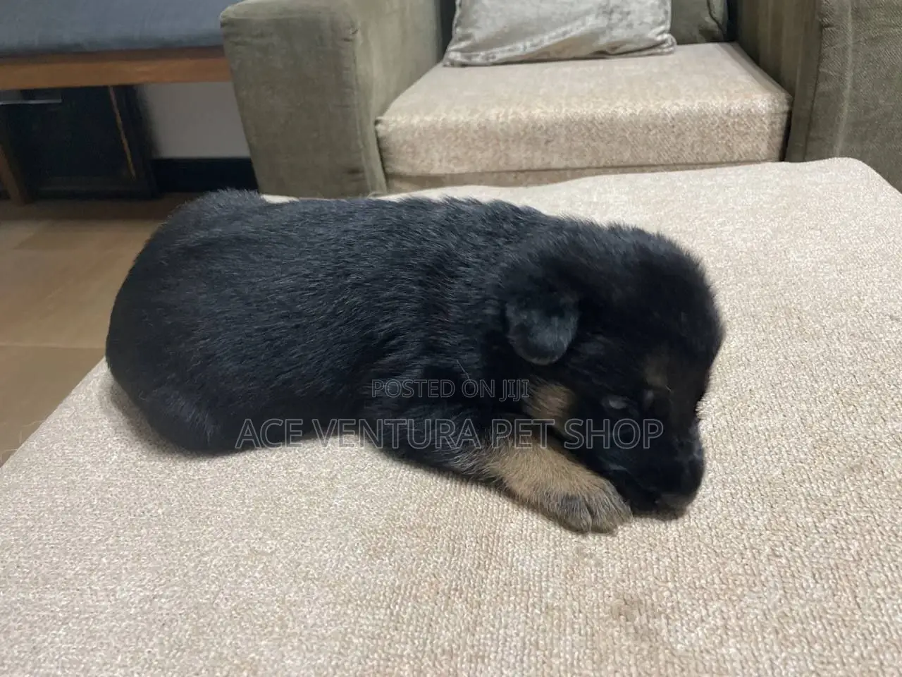 1-3 months Male Purebred German Shepherd