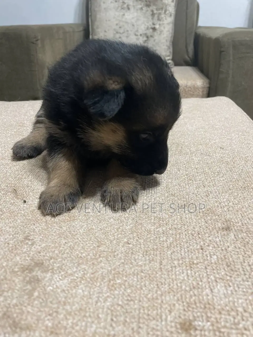 1-3 months Male Purebred German Shepherd
