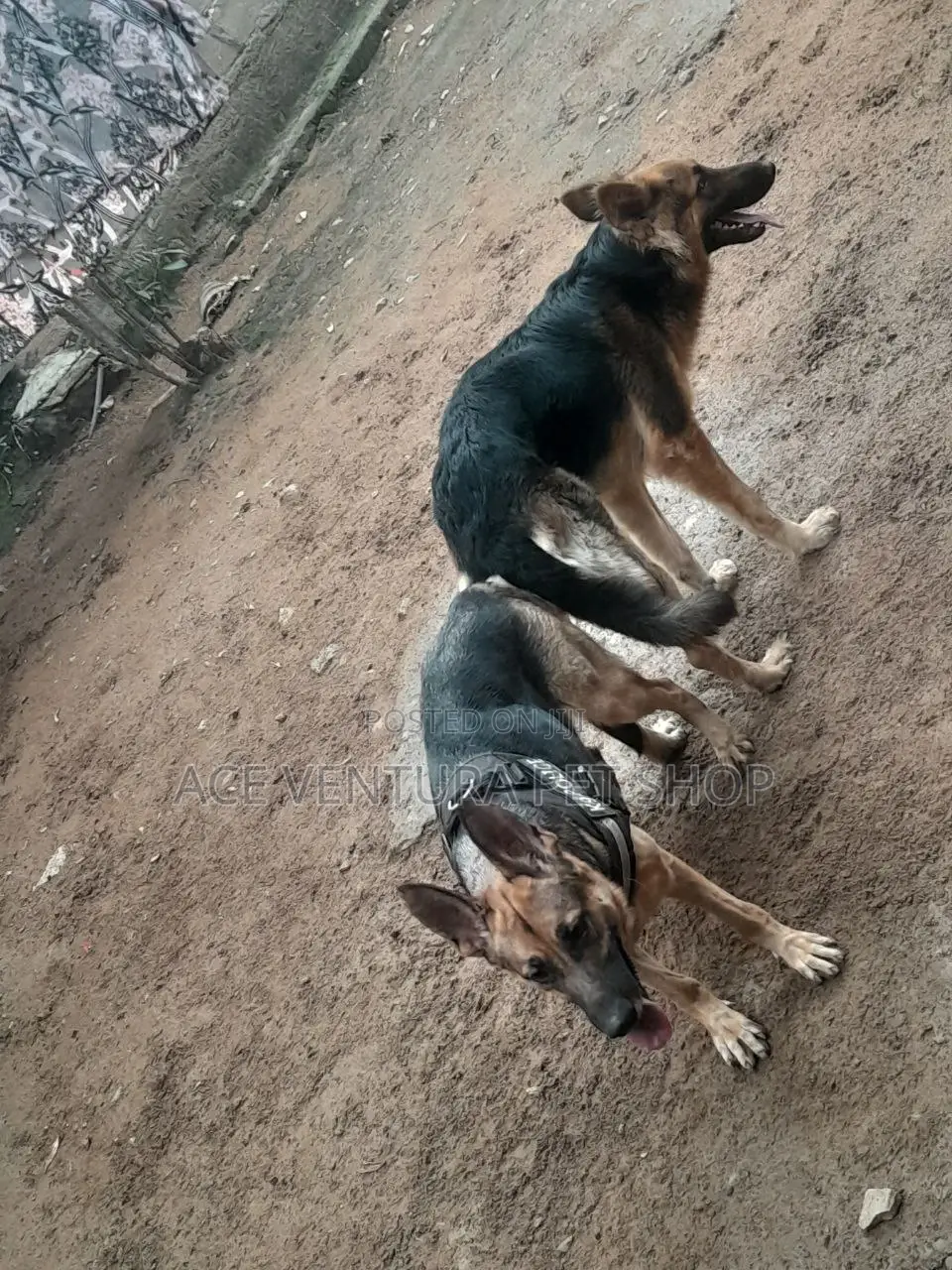 1-3 months Male Purebred German Shepherd